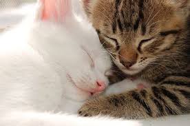 2-cats-cuddling