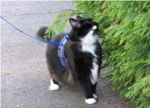 black-white-cat-walking